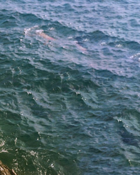 A LOVE LETTER TO SUMMER